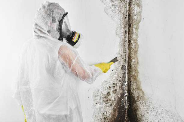 Attic Mold Removal in Davenport, IA