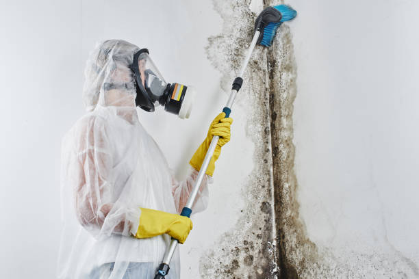 Best Mold Removal Near Me  in Davenport, IA