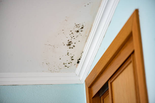 Best Fast Mold Removal  in Davenport, IA