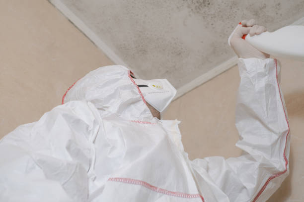 Trusted Davenport, IA Mold Removal Experts
