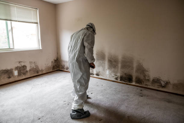 Best Mold Removal Near Me  in Davenport, IA