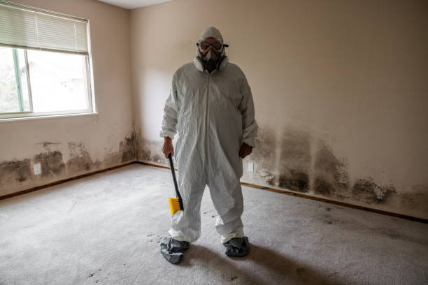 Best Toxic Mold Removal  in Davenport, IA