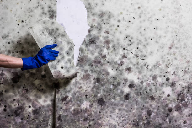 Best Mold Damage Repair  in Davenport, IA